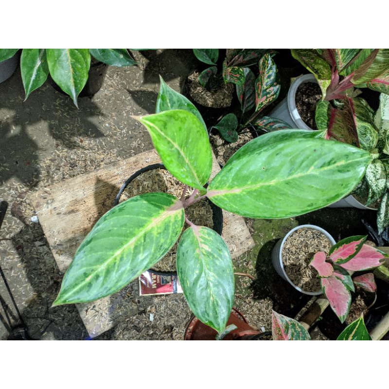 Aglaonema Obama Realpict