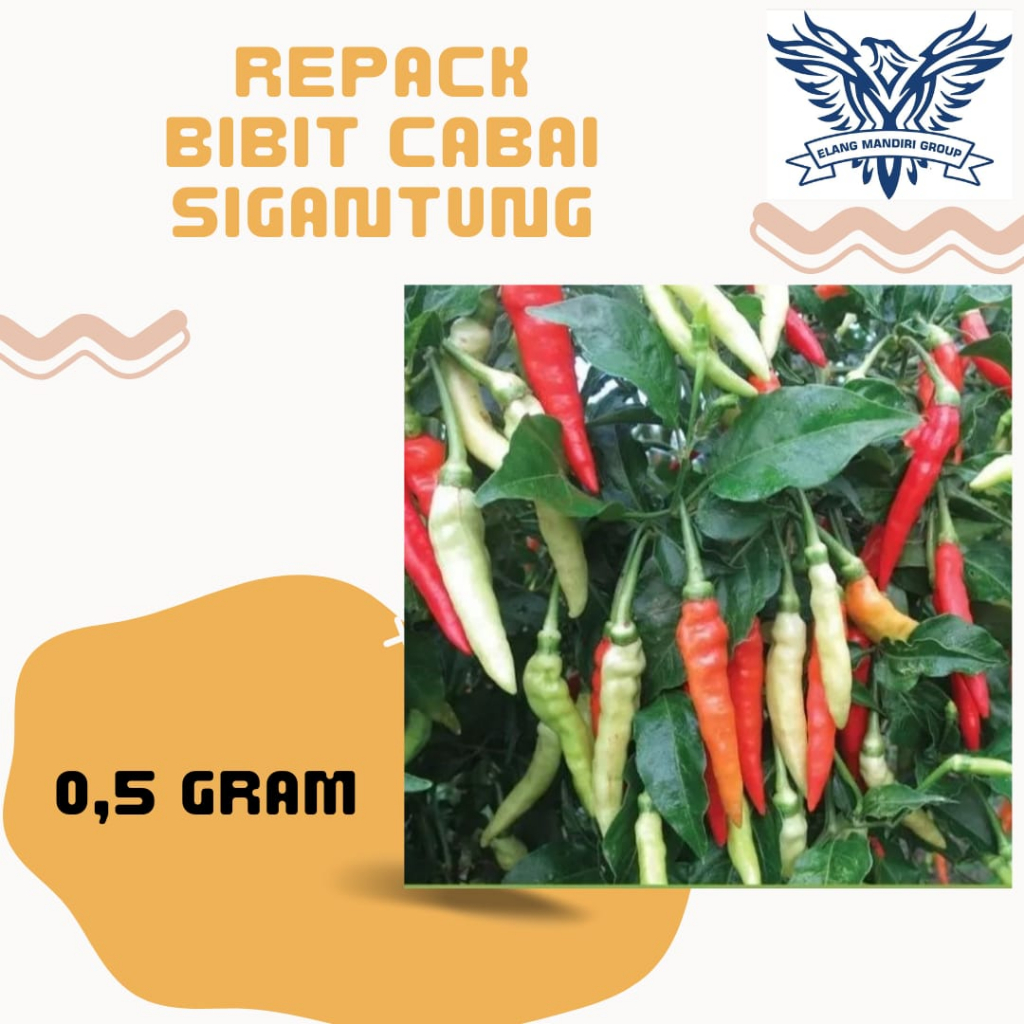 REPACK 2000an Bibit Cabai SIGANTUNG 0,5gr Benih Cabe Rawit Unggul Bintang Asia