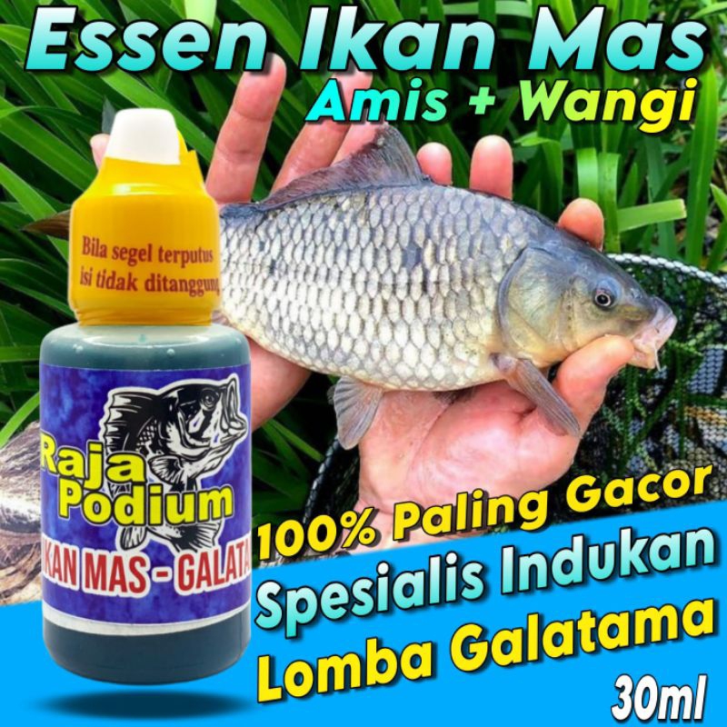 Essen Raja Podium Ikan Mas Galatama, Essen Ikan Mas Spesial Indukan Galapung Dan Lomba, Cocok Di Seg