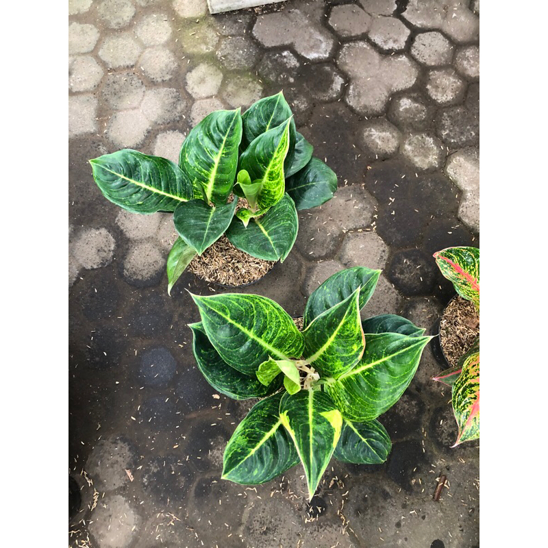 Aglaonema Eniza rumpun 2