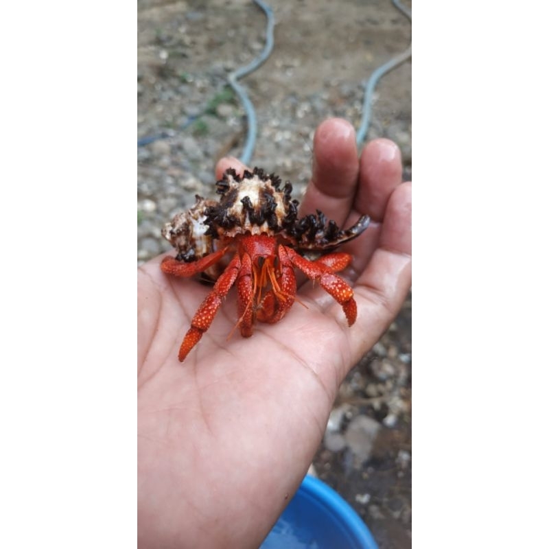 kelomang stroberi size M, merahnya sangat indah