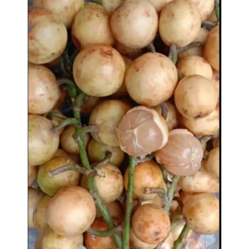 

Buah Kementeng putih 1kg