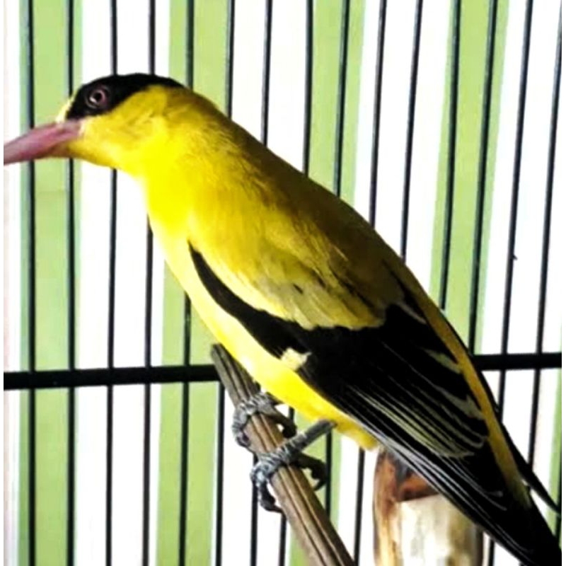 KEPODANG JAWA