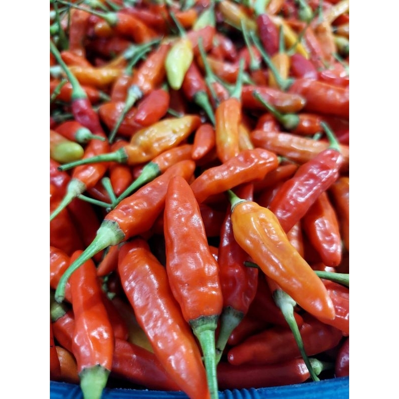 

cabe/cabai rawit premium/cabe fresh dan segar 500g