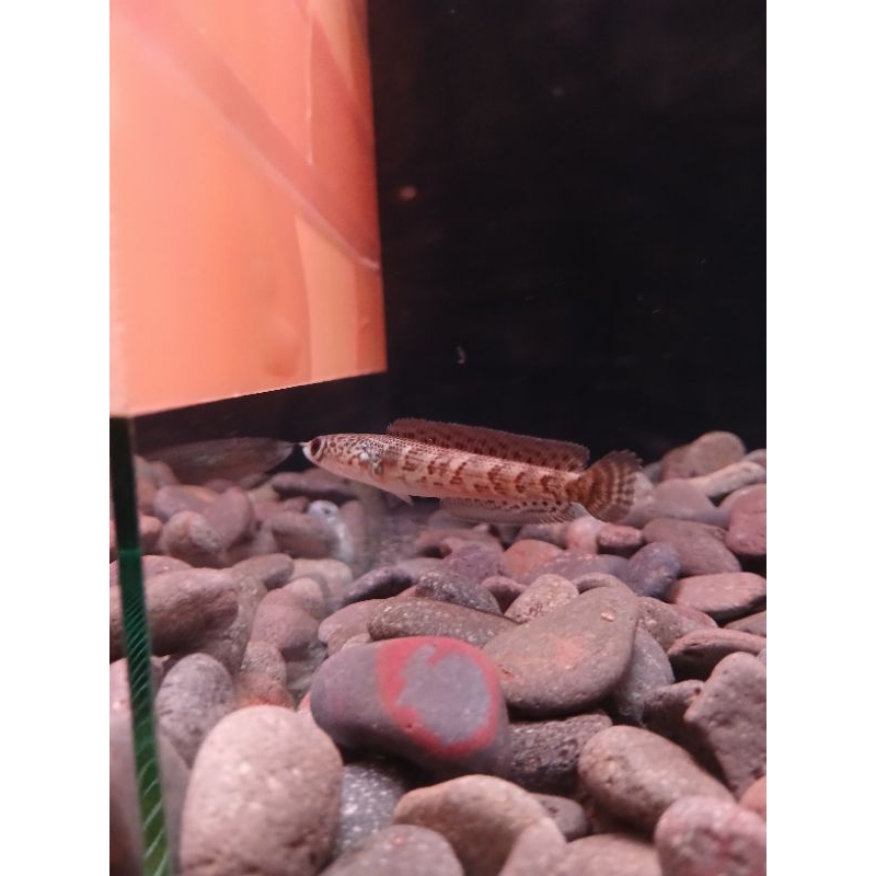 CHANNA AURANTI 7-8CM