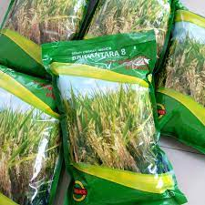 BENIH PADI HIBRIDA BRIDANTARA 08 KEMASAN 1 KG