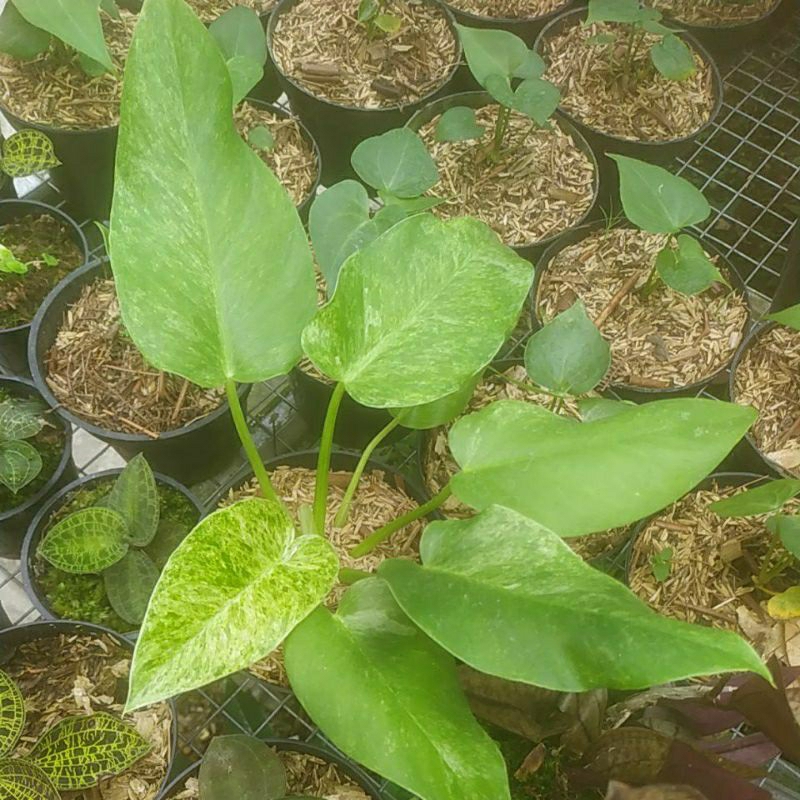 philodendron marbel varigata