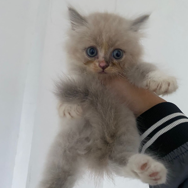 Anak Kucing BSH x Ragdoll Open Adopt Kitten British Short Hair