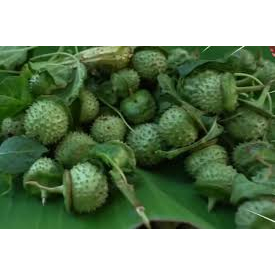 

Buah kecubung segar biji kecubung asli obat herbal kecubung wulung tanaman herbal obat kicau burung