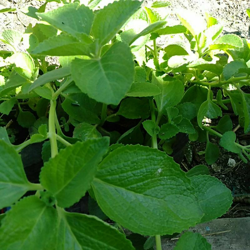 

Daun Ajeran Jinten petik segar