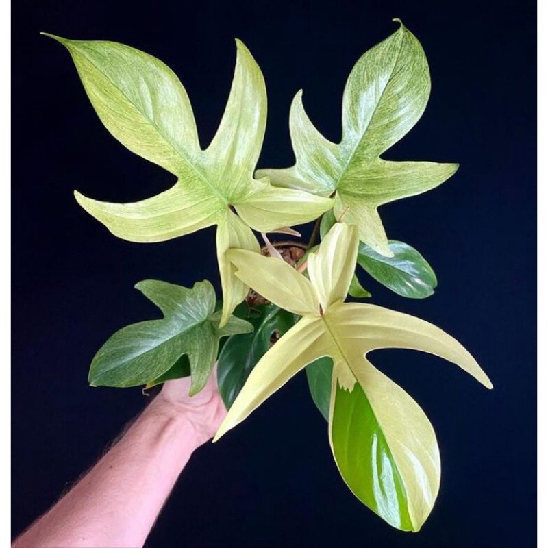 Philodendron Florida ghost