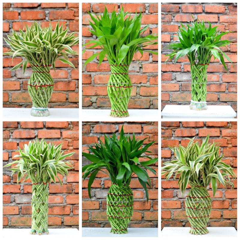 Dracaena Lucky Bamboo / Bambu Rejeki / Sri Rejeki / Bambu Hoki