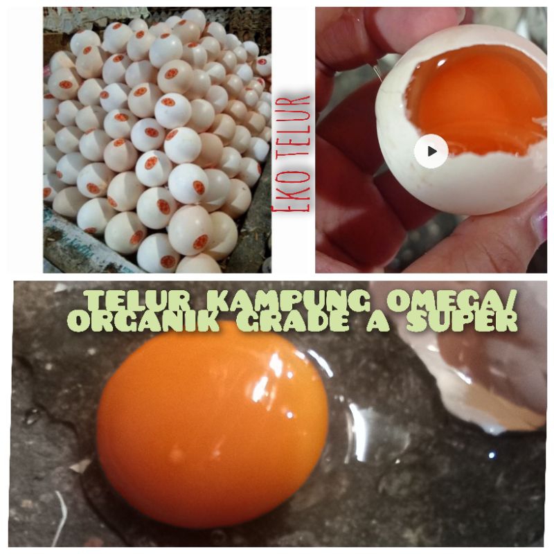 

Telur Ayam Kampung Asli Omega/ORGANIK Segar "GRADE A