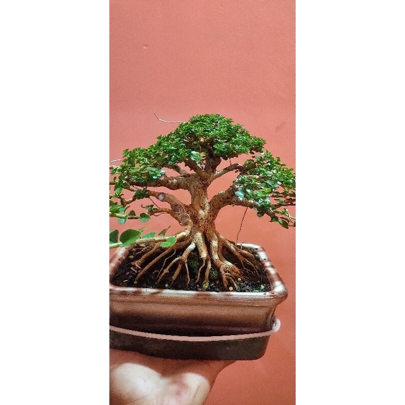 bonsai Sancang varigata golden sudah jadi
