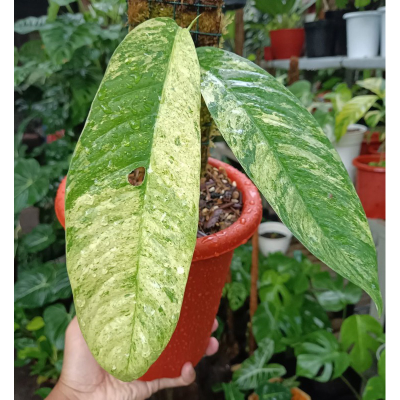 rhapidopora gorilan varigata