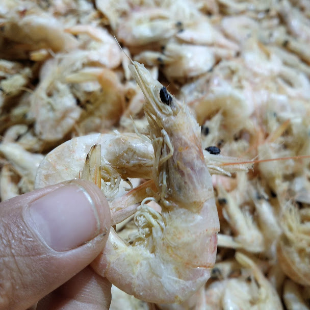 

Udang manis khas Medan 500 gr bisa COD wiendalove