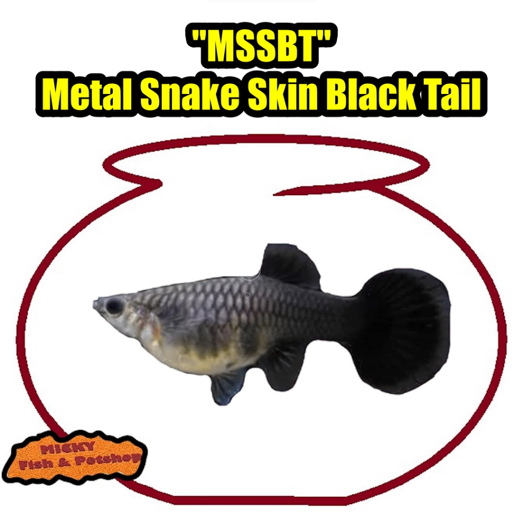 BETINA Guppy MSSBT Metal Snake Skin Black Tail Indukan Grade