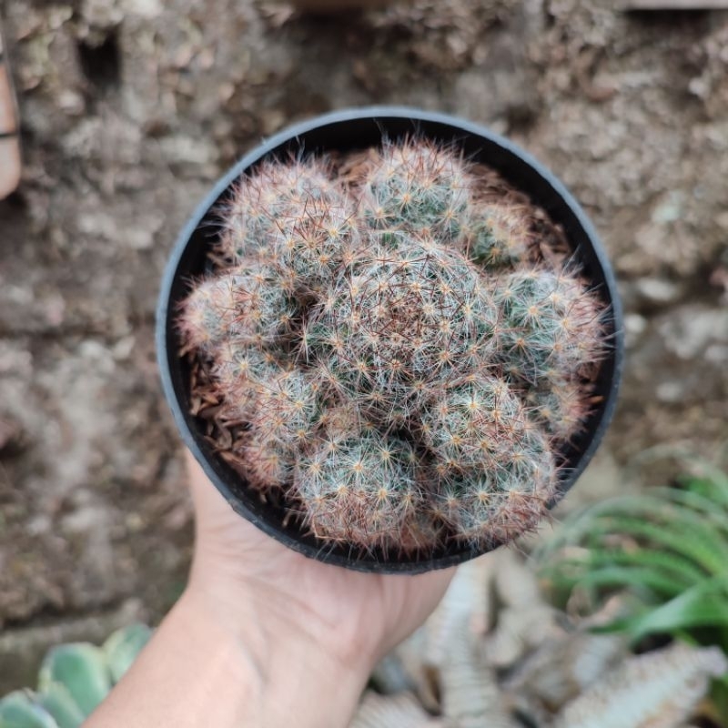 Mammillaria Prolifera | DP 10 Cm | Kaktus