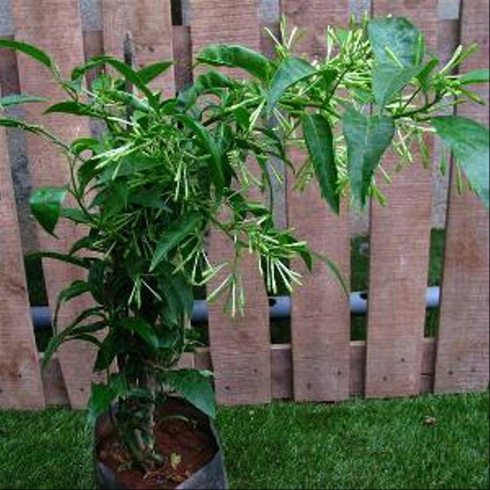 Pohon Bunga Arumdalu  1 Meter (Cestrum nocturnum L.)  Tanaman Melati Jasmine Bibit Melati Tanaman Bunga Arumdalu - bakulkembang