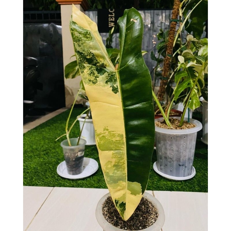 philodendron billietiae variegata