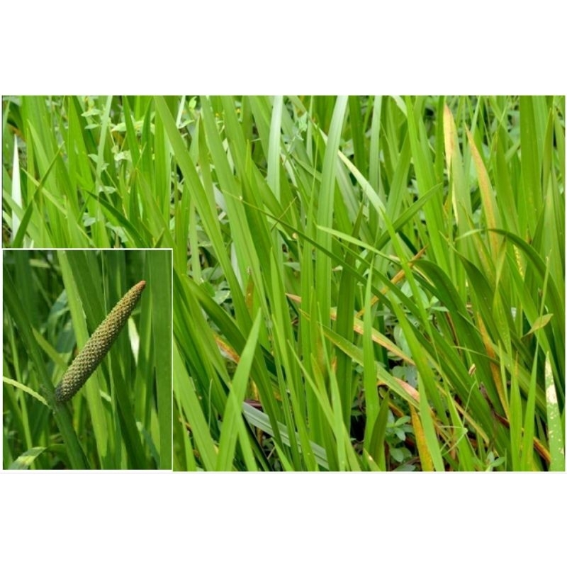 

Jerango segar/Delingo 1kg