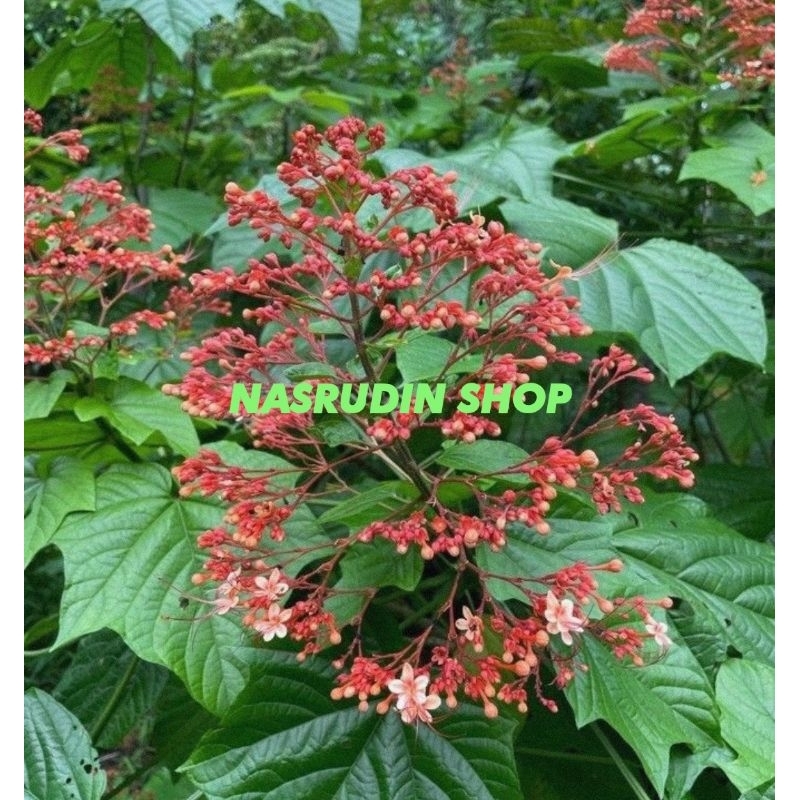 

[Fresh] BUNGA PAGODA SEGAR PERTANGKAI