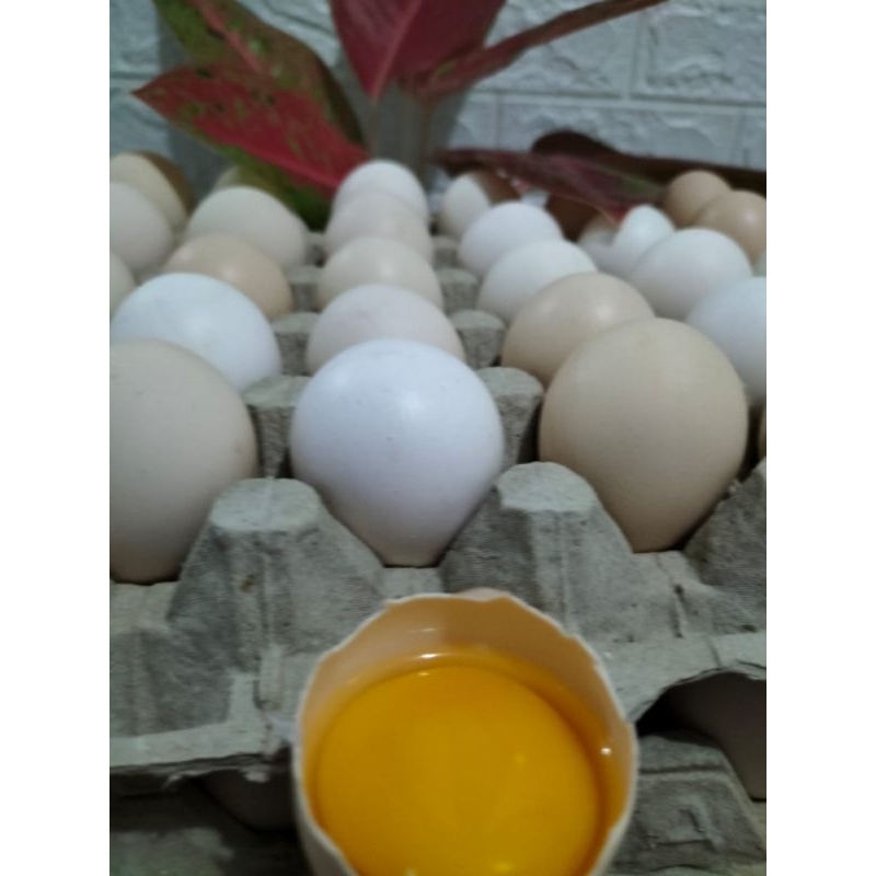 

Telur Ayam Kampung