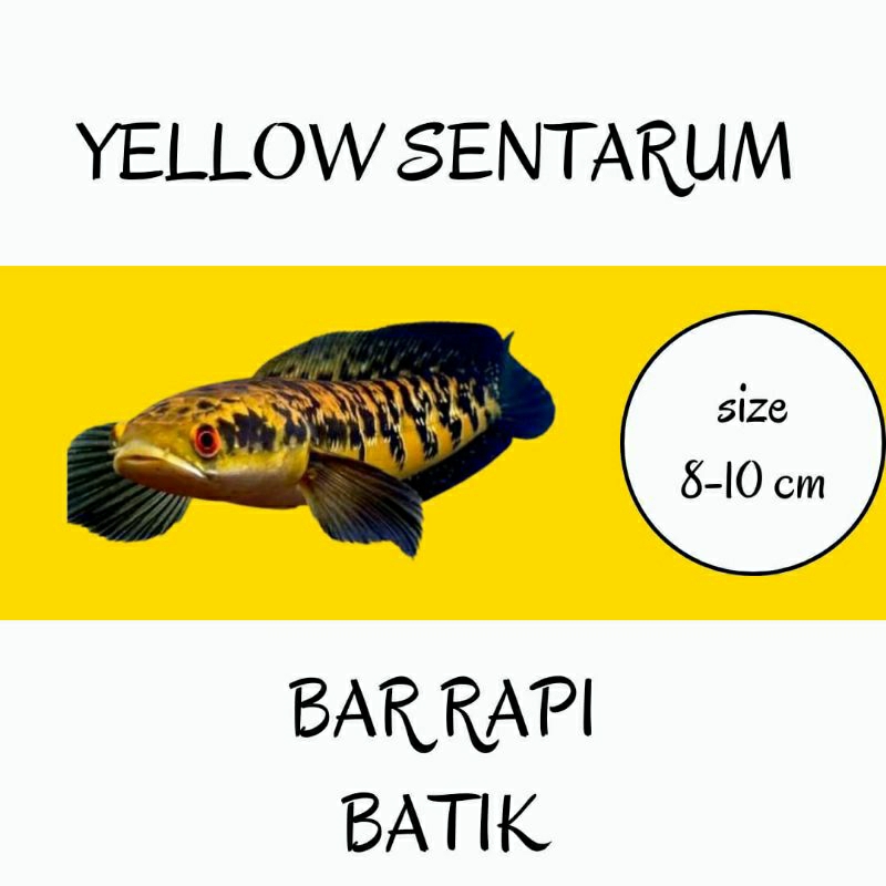 yellow sentarum 8-10 cm bar rapi mata merah dorsal batik
