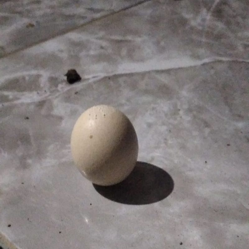 

TELUR AYAM JAGO / Endok Jago