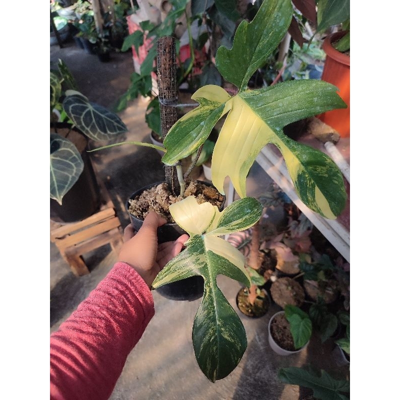 philodendron florida beauty