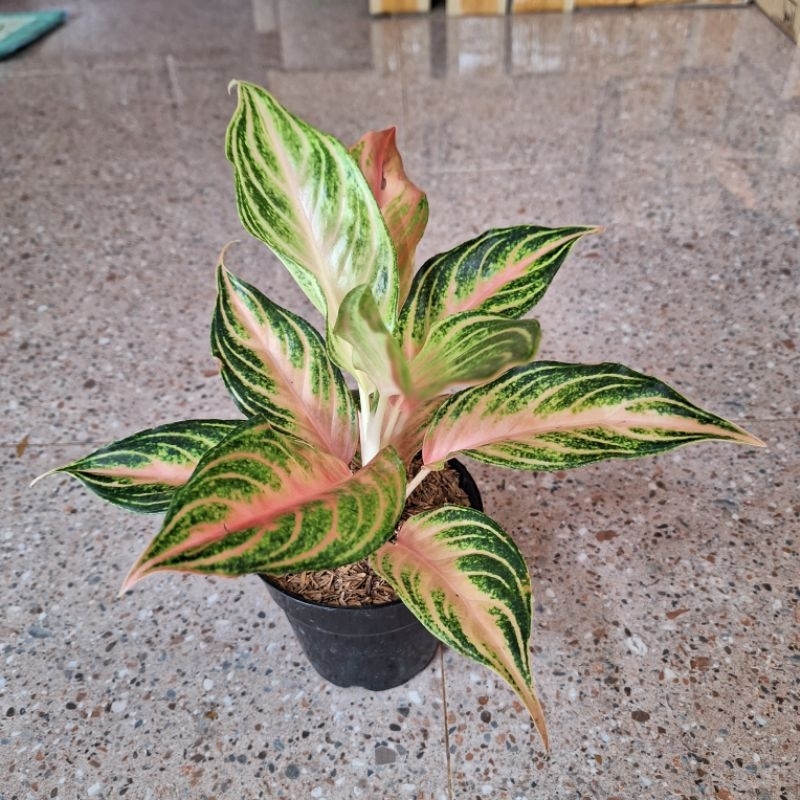 aglonema pink sunset dewasa daun 9-10