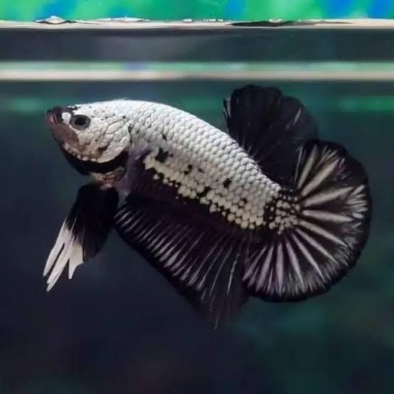 Cupang Avatar Black Samurai Grade A+Tersedia Jantan dan Betina Hiasan Aquascape