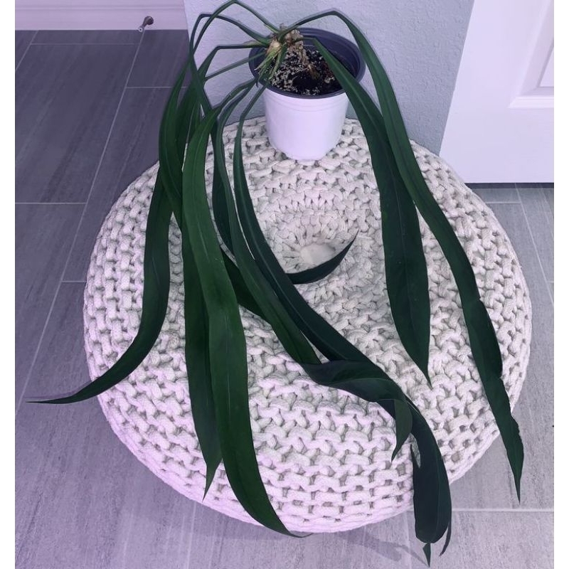 anthurium dasi ukuran xl _ anthurium dasi