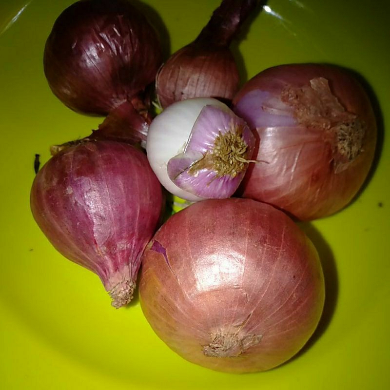 

Brambang Merah India