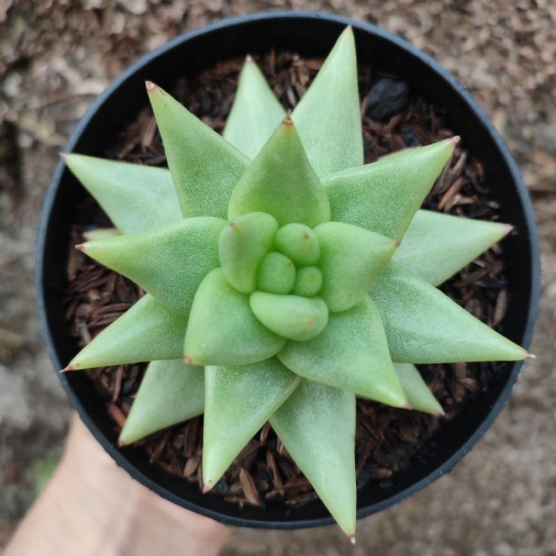 Echeveria Agavoides Aquamarine | D10 Cm | Sukulen