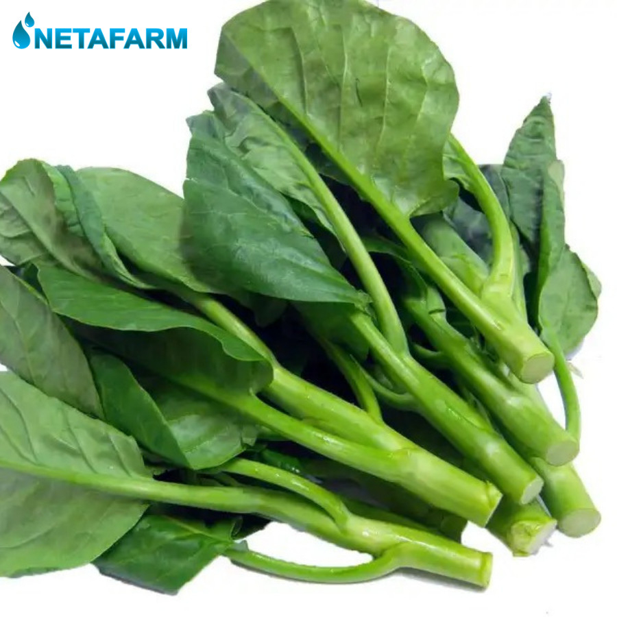 Benih Biji Bibit Kailan Mix Garden Seed - 100+ Benih