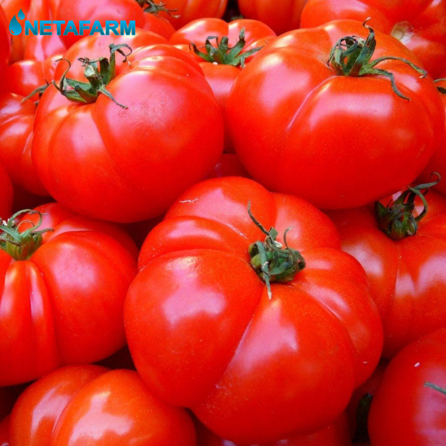 Benih Biji Bibit Tomat Brandywhine Mix Garden Seed - 10 Benih