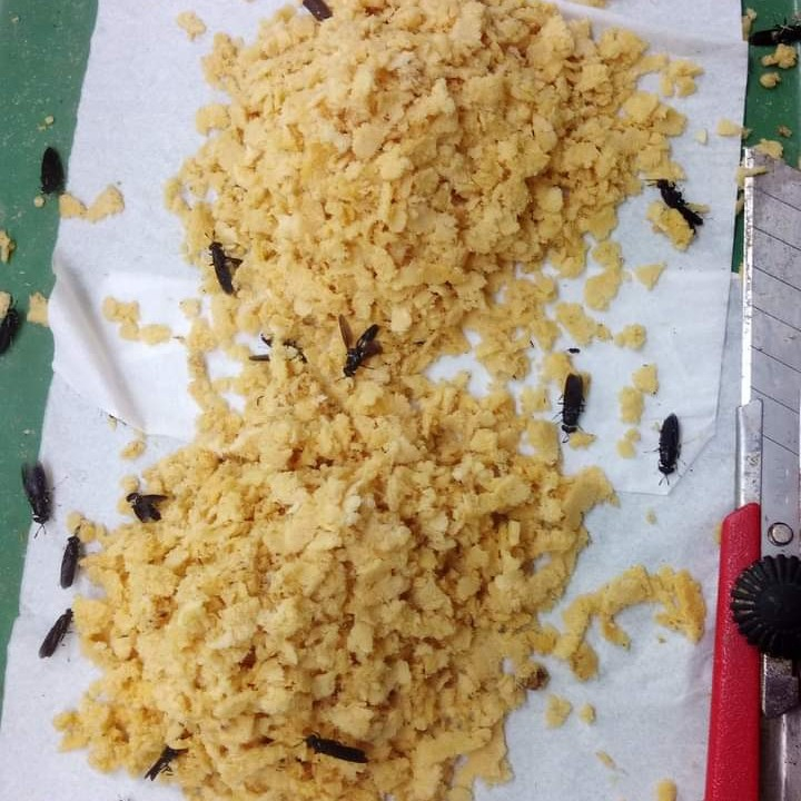 PROMO Telur Maggot BSF Unggul