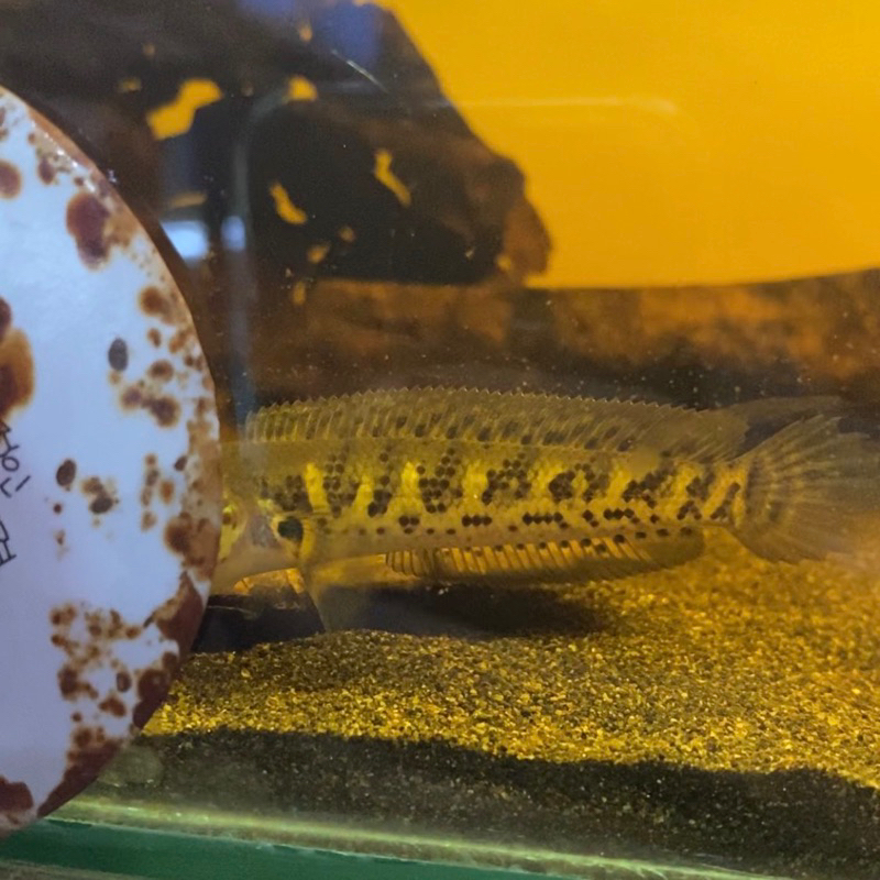 Auranti 4-5cm cb wonosobo