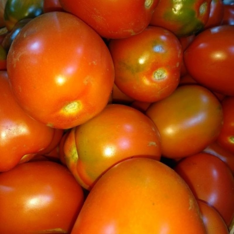 

tomat buah (500g)