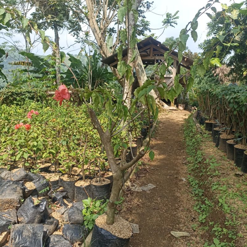 Bonggolan Besar Bugenvile Bunga Orange Tinggi batang 80cm - 1meter