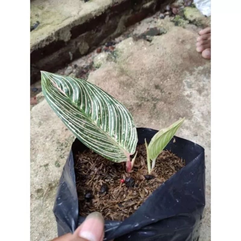 Baby aglonema GH (Golden Hope)asli original Bergaransi
