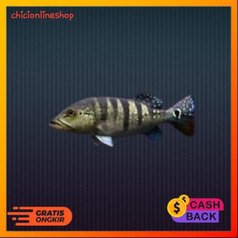 peacock bas ajul pbass azul hiasan aquarium dan perlengkapan aquascape