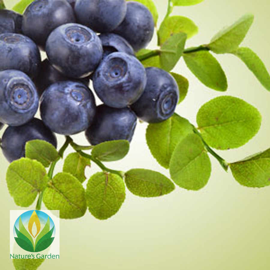 Huckleberry Harvest Fragrance Oil - Pewangi Sabun/Lilin