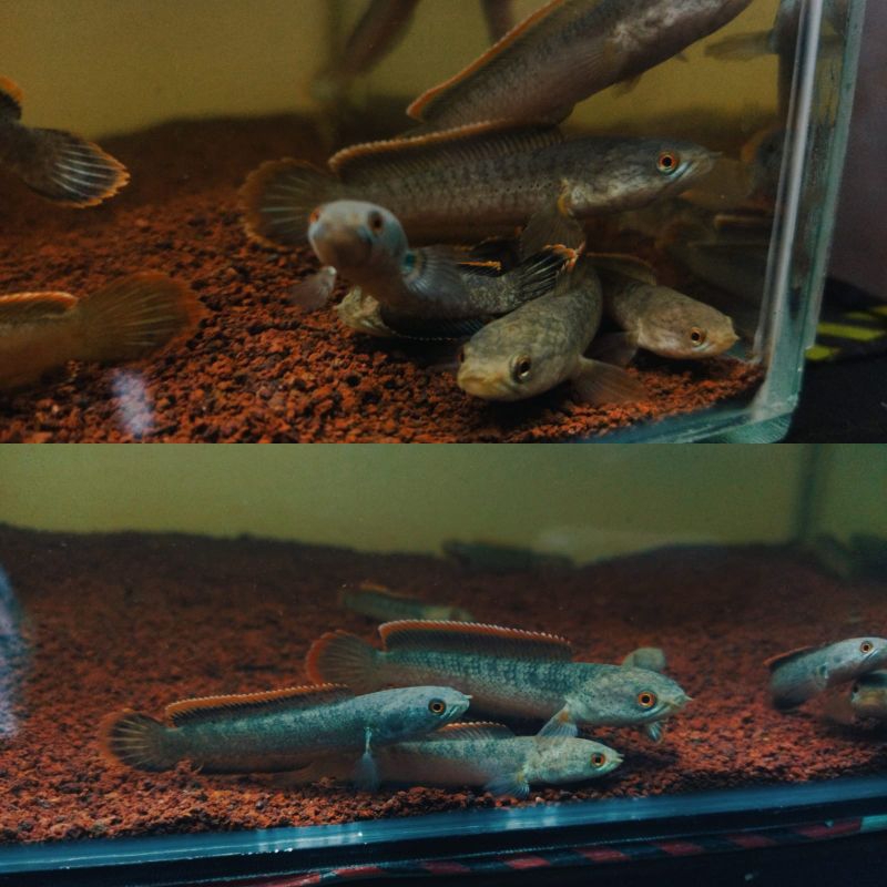 Channa Limbata Lawu cb