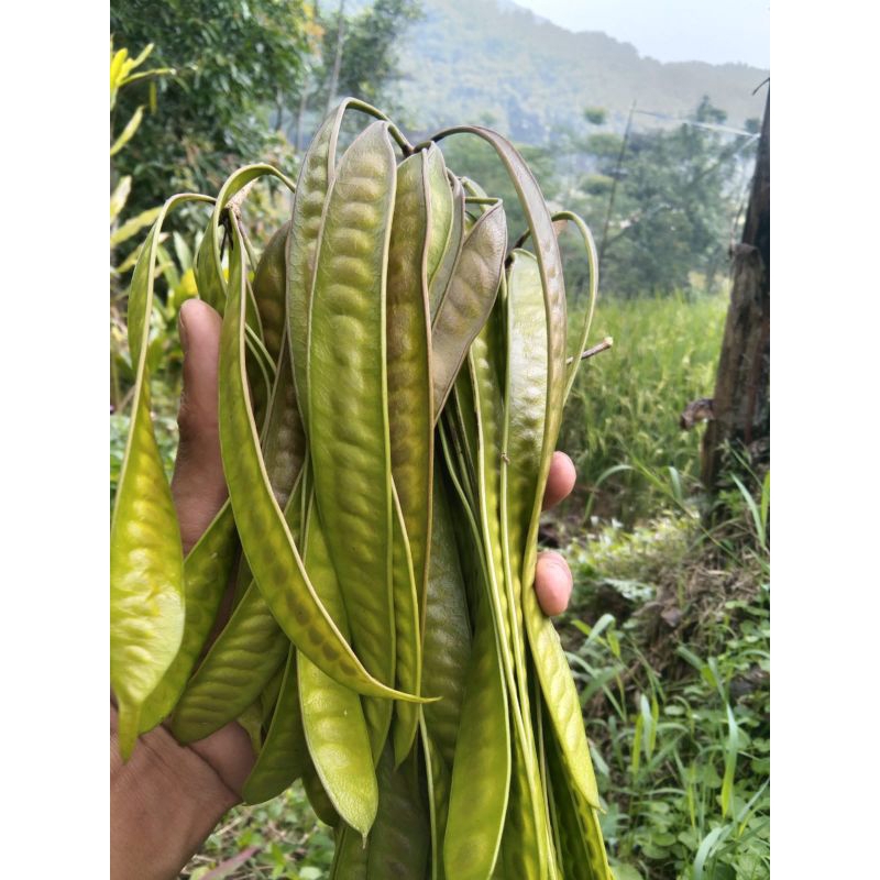 

Petai cina/lamtoro tua segar 250 gram