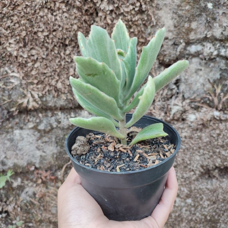 Kalanchoe Variegated | Sukulen | DP 10cm