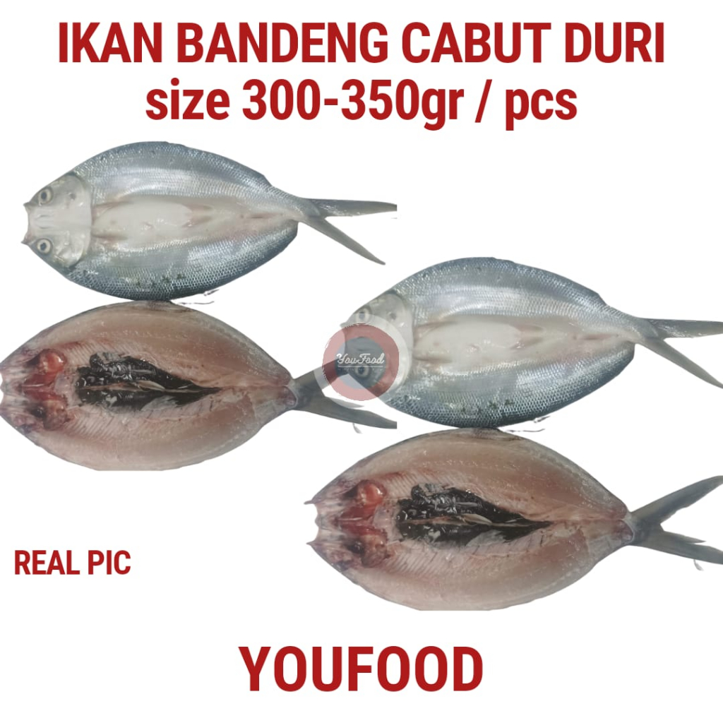 

Ikan Bandeng Cabut Duri - Bandeng Tanpa Duri Frozen
