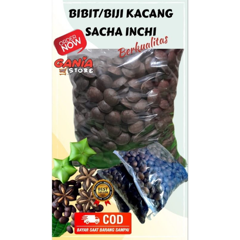 Bibit biji kacang Sacha Inchi higt quality kemasan 1kg MDPL 1200