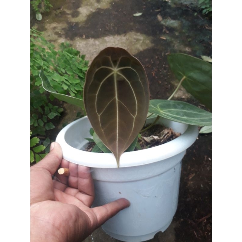 anthurium forgetii